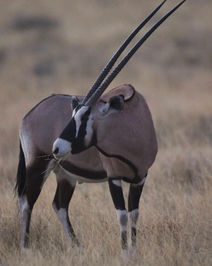 Kalahari Gemsbok