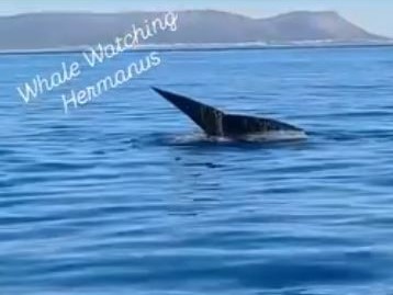 Whale Watching in Hermanus